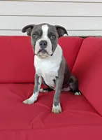 Tanner JHC Clear $100 OFF THIS WEEKEND , a male Boston Terrier for sale in Fredericksburg, OH – 4 of 5