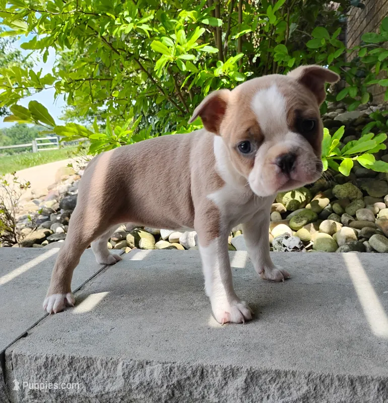 Elsa blue fawn – Boston Terrier puppy for sale in Fredericksburg, OH