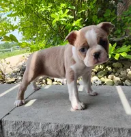 Elsa, a female Boston Terrier for sale in Fredericksburg, OH – 3 of 3