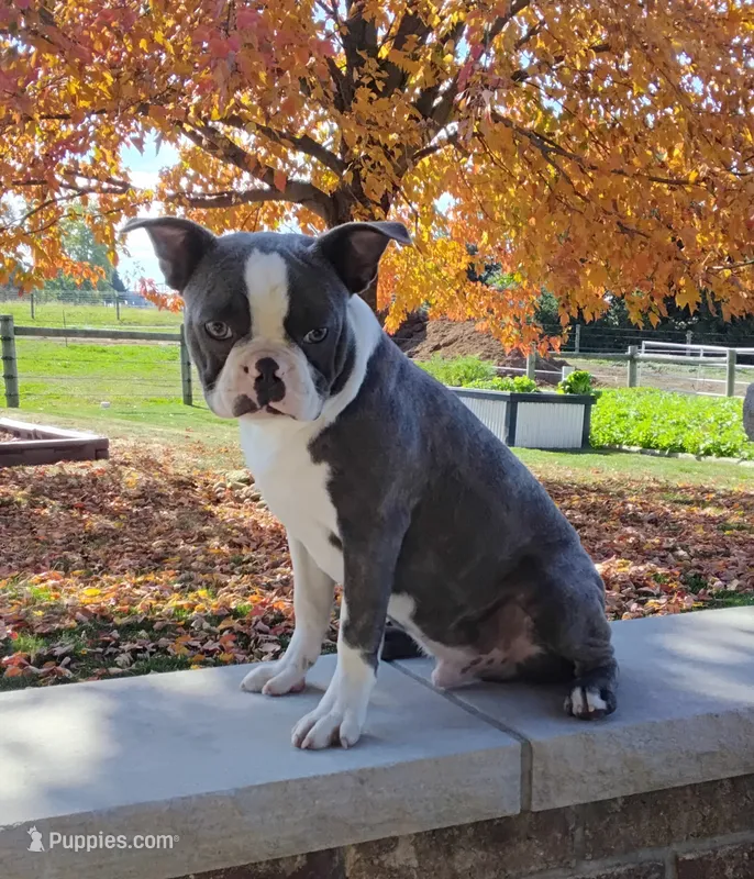 Akc Kobe Blue JHC Clear – Boston Terrier puppy for sale in Fredericksburg, OH