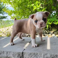 Candy, a female Boston Terrier for sale in Fredericksburg, OH – 3 of 3