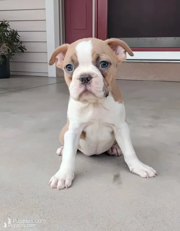 Elsa – Boston Terrier puppy for sale in Fredericksburg, OH