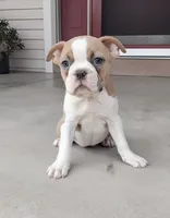 Elsa, a female Boston Terrier for sale in Fredericksburg, OH – 2 of 4