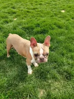 Jade, a female Boston Terrier for sale in Fredericksburg, OH – Photo 2 of 2