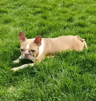 Jade, a female Boston Terrier for sale in Fredericksburg, OH – Photo 1 of 2