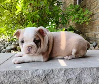 Leo, a male Boston Terrier for sale in Fredericksburg, OH – 2 of 3