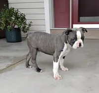 Kobe JHC Clear, a male Boston Terrier for sale in Fredericksburg, OH – 4 of 4