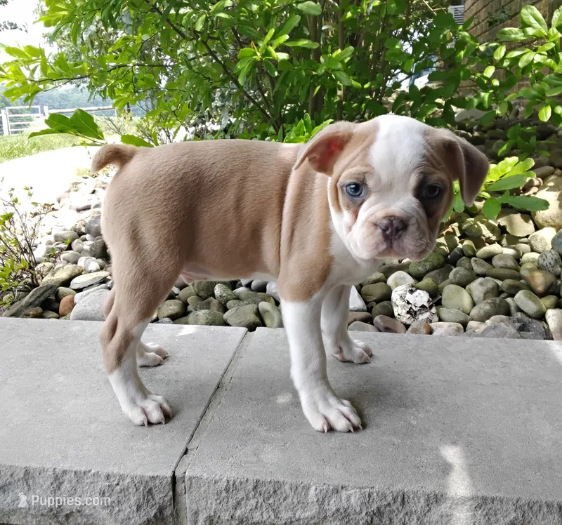 Leo blue fawn – Boston Terrier puppy for sale in Fredericksburg, OH