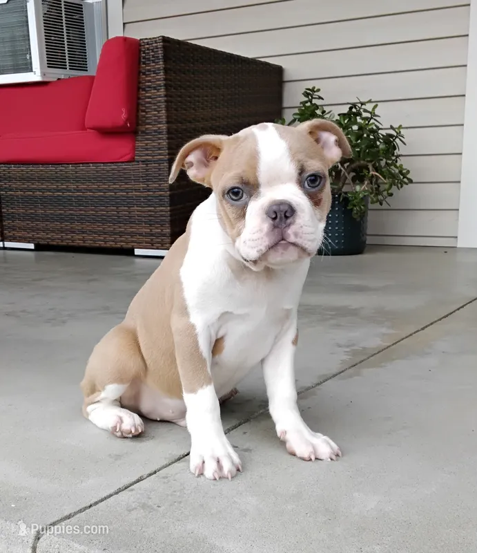 Coco – Boston Terrier puppy for sale in Fredericksburg, OH