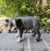 Kobe JHC Clear, a male Boston Terrier for sale in Fredericksburg, OH – 3 of 3