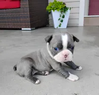 Kimmy Blue, a female Boston Terrier for sale in Fredericksburg, OH – 2 of 3