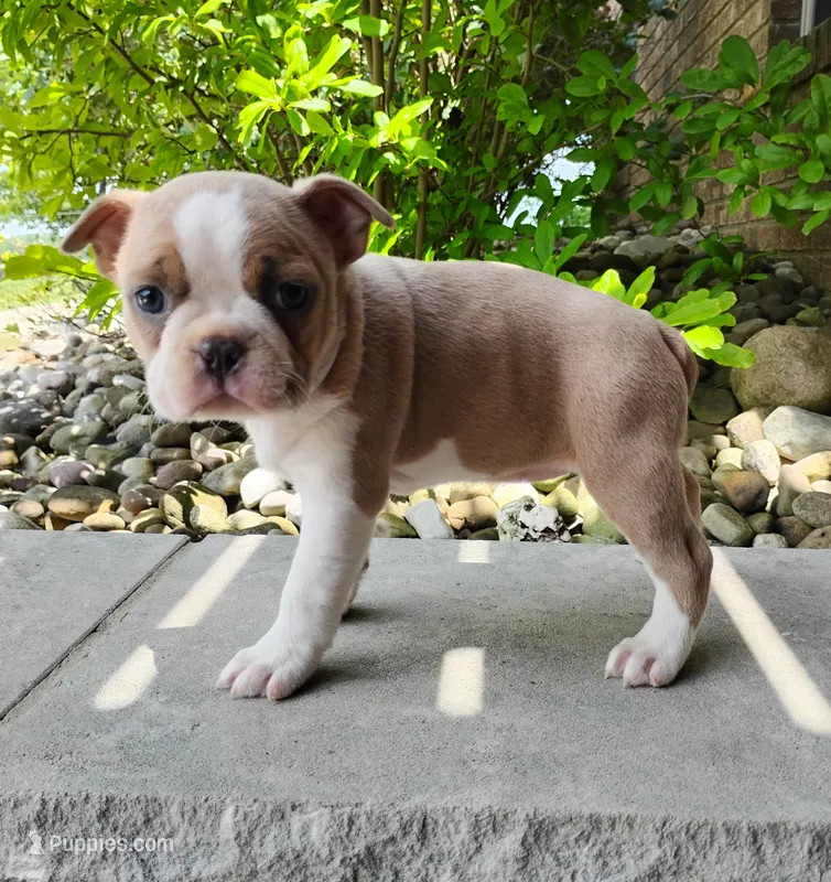 Elsa blue fawn – Boston Terrier puppy for sale in Fredericksburg, OH