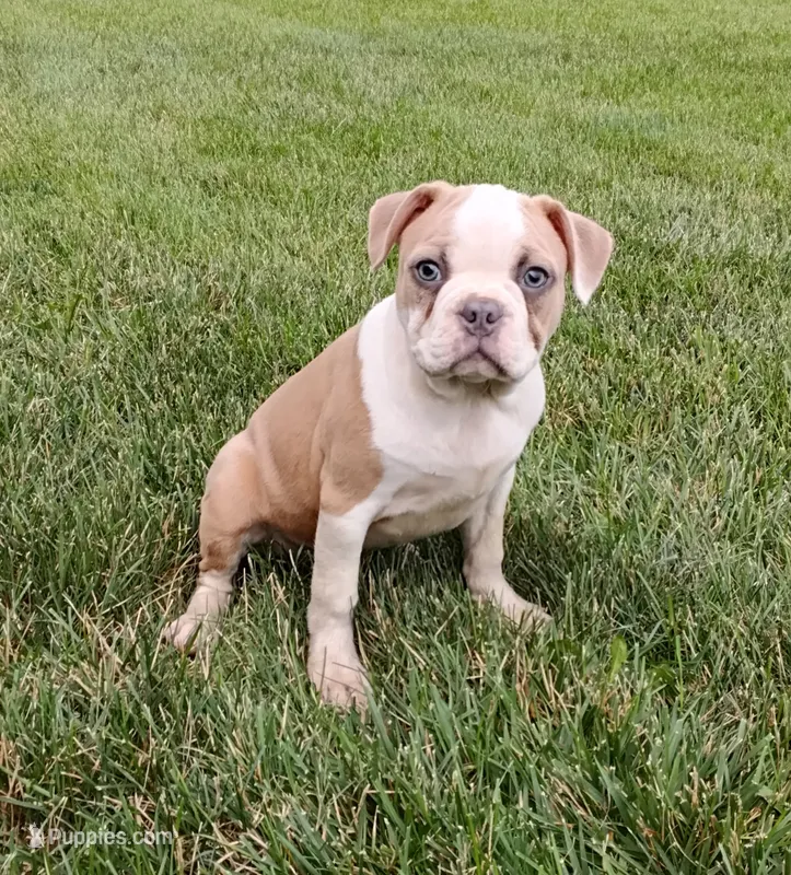 Leo blue fawn – Boston Terrier puppy for sale in Fredericksburg, OH