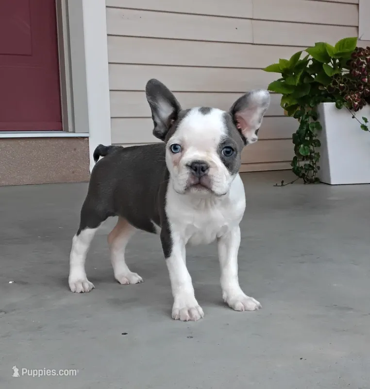 Ariel – Boston Terrier puppy for sale in Fredericksburg, OH