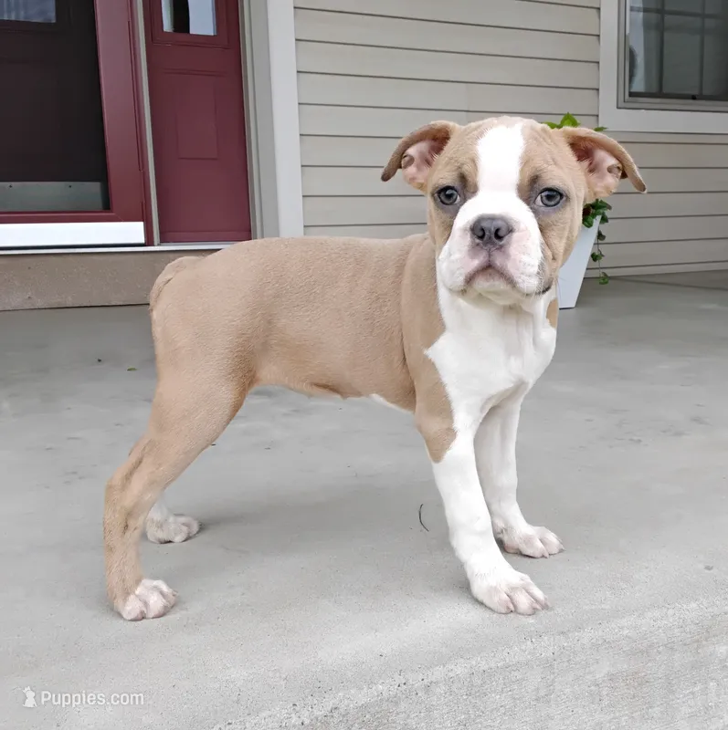 Elsa – Boston Terrier puppy for sale in Fredericksburg, OH