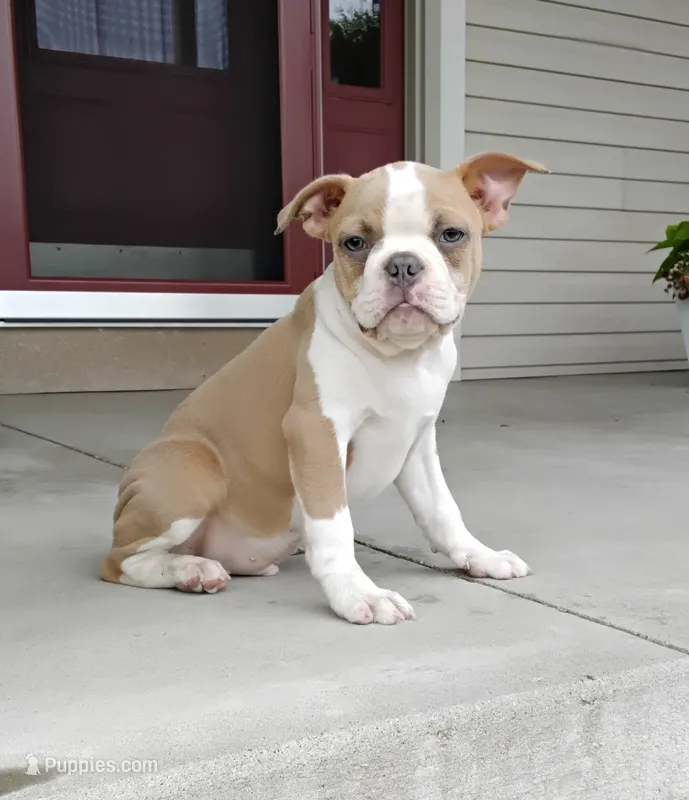 Coco – Boston Terrier puppy for sale in Fredericksburg, OH