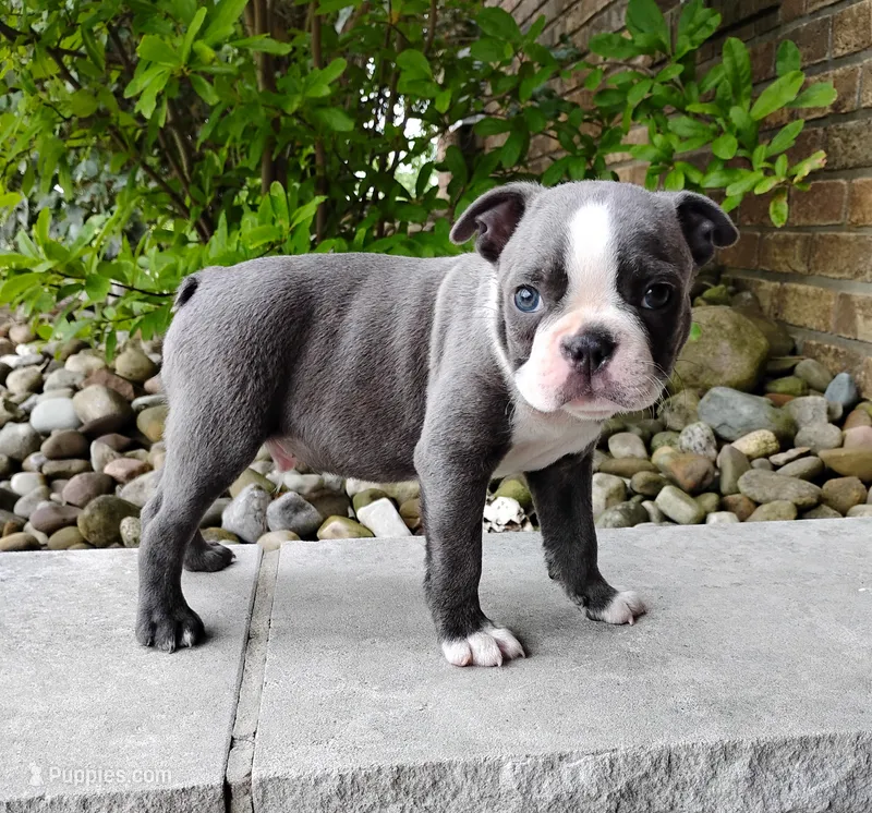 Kade – Boston Terrier puppy for sale in Fredericksburg, OH
