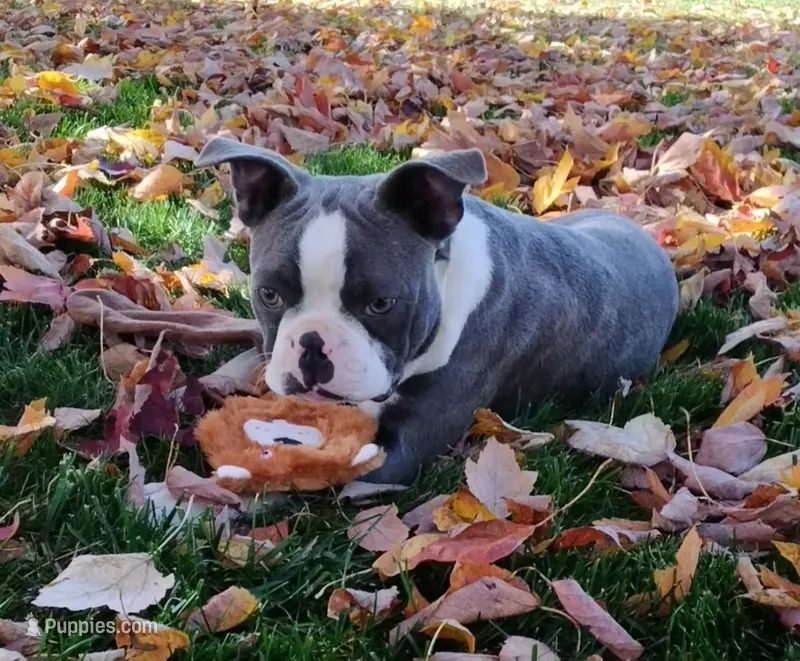 Akc Kobe Blue JHC Clear – Boston Terrier puppy for sale in Fredericksburg, OH