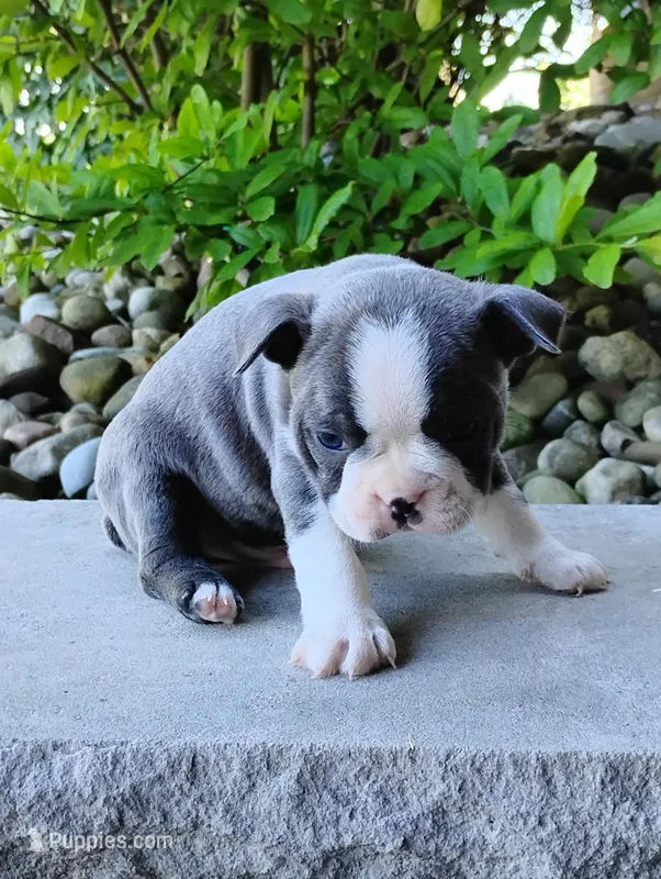 Kobe – Boston Terrier puppy for sale in Fredericksburg, OH