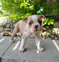 Elsa, a female Boston Terrier for sale in Fredericksburg, OH – 1 of 3
