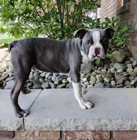 Kobe Blue JHC Clear $100 OFF THIS WEEKEND , a male Boston Terrier for sale in Fredericksburg, OH – 5 of 5