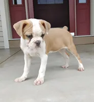 Leo blue fawn, a male Boston Terrier for sale in Fredericksburg, OH – 3 of 3