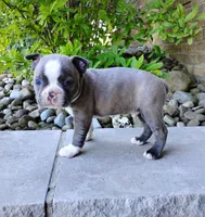 Tiger, a male Boston Terrier for sale in Fredericksburg, OH – 3 of 3