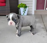Kimmy Blue, a female Boston Terrier for sale in Fredericksburg, OH – 1 of 3
