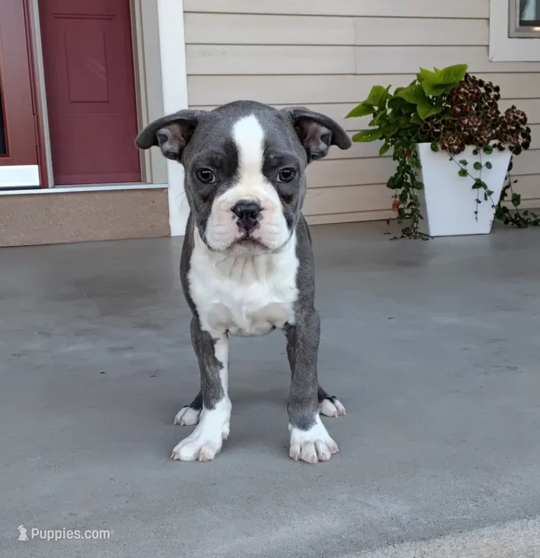 Tanner JHC Clear – Boston Terrier puppy for sale in Fredericksburg, OH