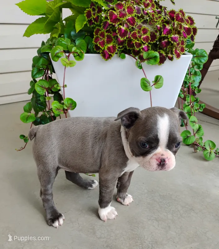 Kimmy Blue – Boston Terrier puppy for sale in Fredericksburg, OH