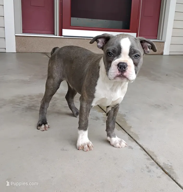 Tanner JHC Clear – Boston Terrier puppy for sale in Fredericksburg, OH