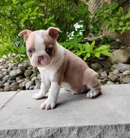 Coco, a male Boston Terrier for sale in Fredericksburg, OH – 2 of 3