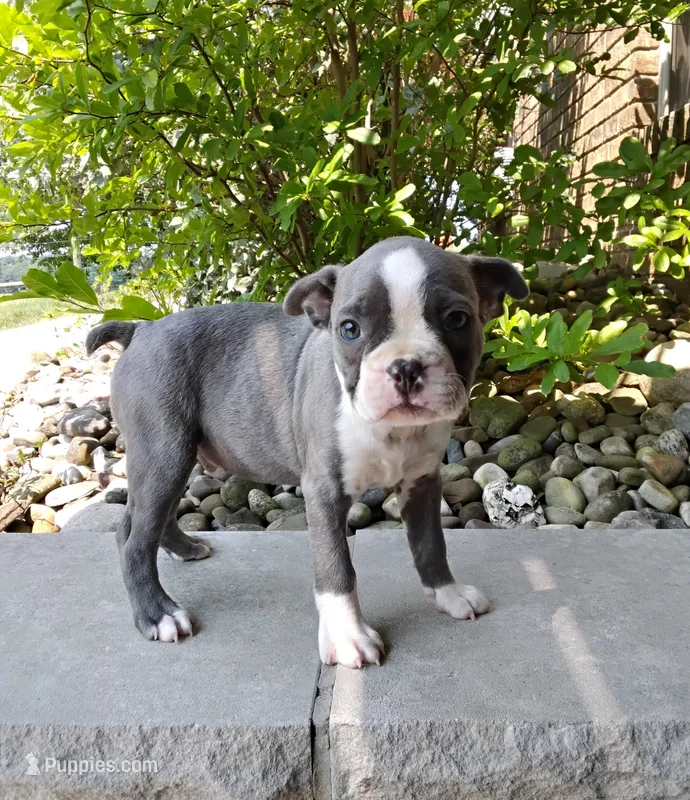 Tanner Blue – Boston Terrier puppy for sale in Fredericksburg, OH