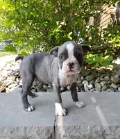Tanner JHC Clear, a male Boston Terrier for sale in Fredericksburg, OH – 1 of 3