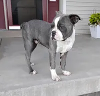 Tanner JHC Clear $100 OFF THIS WEEKEND , a male Boston Terrier for sale in Fredericksburg, OH – 5 of 5