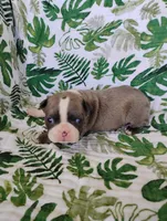 Kimmy, a female Boston Terrier for sale in Fredericksburg, OH – 3 of 3