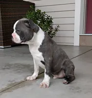 Kobe JHC Clear, a male Boston Terrier for sale in Fredericksburg, OH – 3 of 4