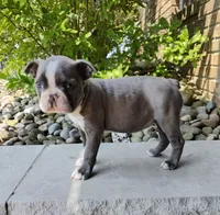 Kimmy JHC Clear, a female Boston Terrier for sale in Fredericksburg, OH – 2 of 3