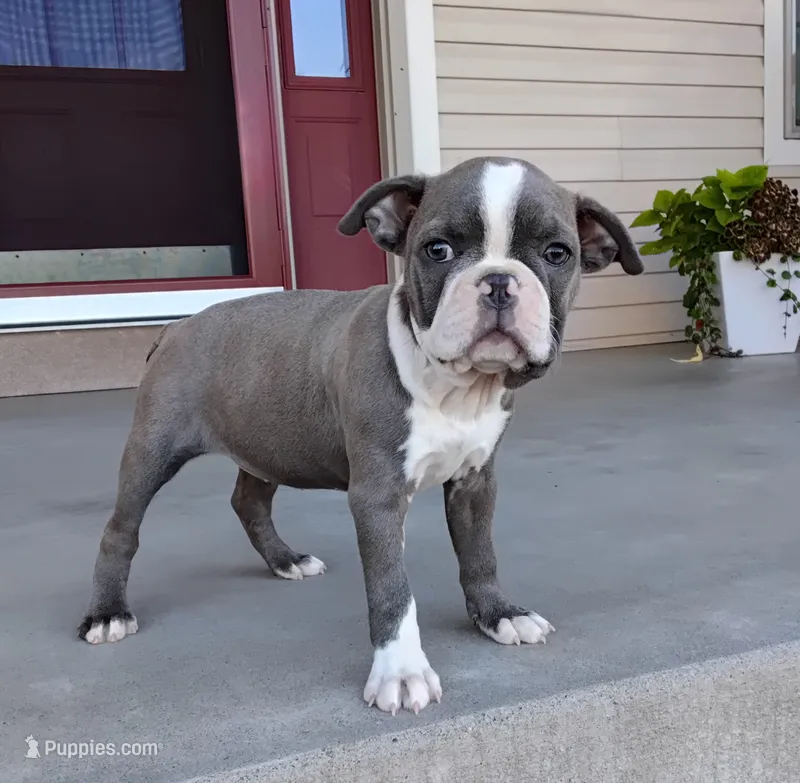 Kimmy JHC Clear – Boston Terrier puppy for sale in Fredericksburg, OH