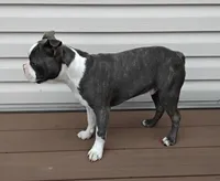Kobe Blue JHC Clear, a male Boston Terrier for sale in Fredericksburg, OH – 2 of 4