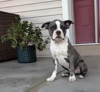 Tanner JHC Clear, a male Boston Terrier for sale in Fredericksburg, OH – 2 of 3