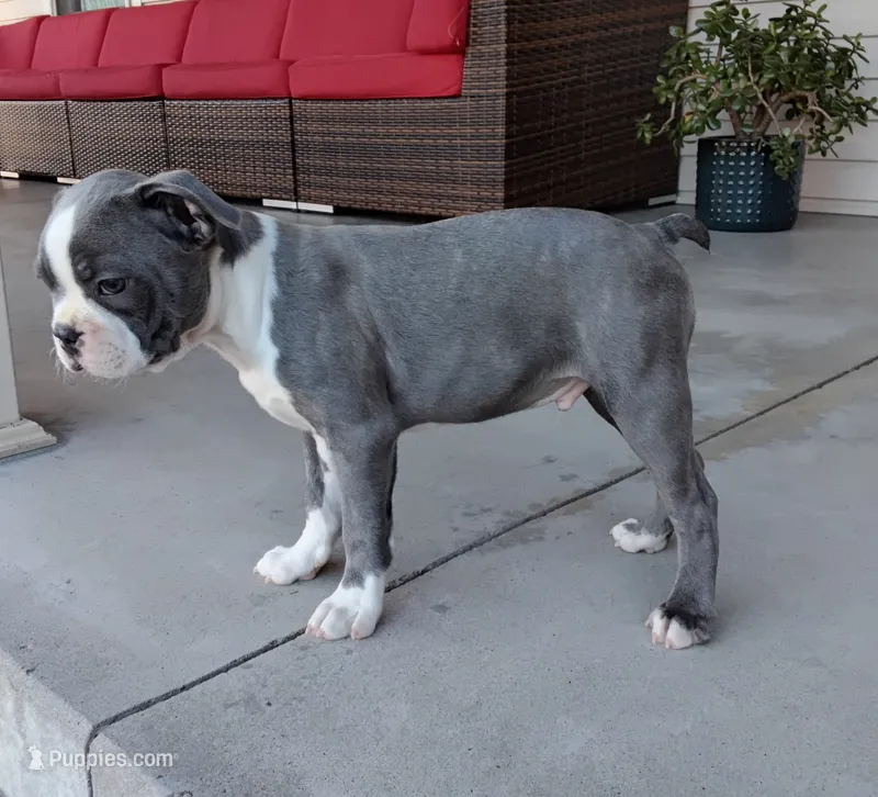 Tanner JHC Clear – Boston Terrier puppy for sale in Fredericksburg, OH