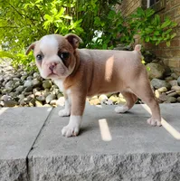 Candy, a female Boston Terrier for sale in Fredericksburg, OH – 2 of 3
