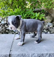 Tanner Blue, a male Boston Terrier for sale in Fredericksburg, OH – 3 of 3