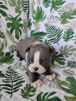 Kade, a male Boston Terrier for sale in Fredericksburg, OH – 1 of 4