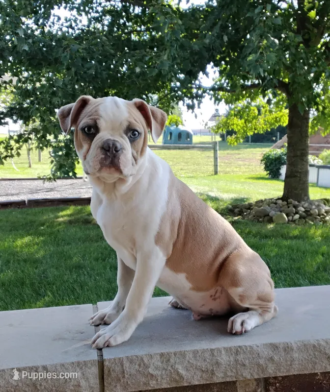Leo blue fawn – Boston Terrier puppy for sale in Fredericksburg, OH