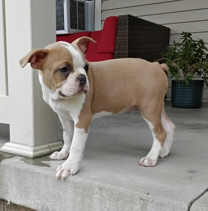 Coco – Boston Terrier puppy for sale in Fredericksburg, OH