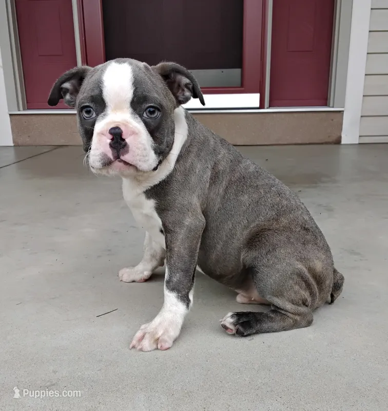 Kobe JHC Clear – Boston Terrier puppy for sale in Fredericksburg, OH
