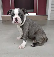 Kobe JHC Clear, a male Boston Terrier for sale in Fredericksburg, OH – 2 of 4