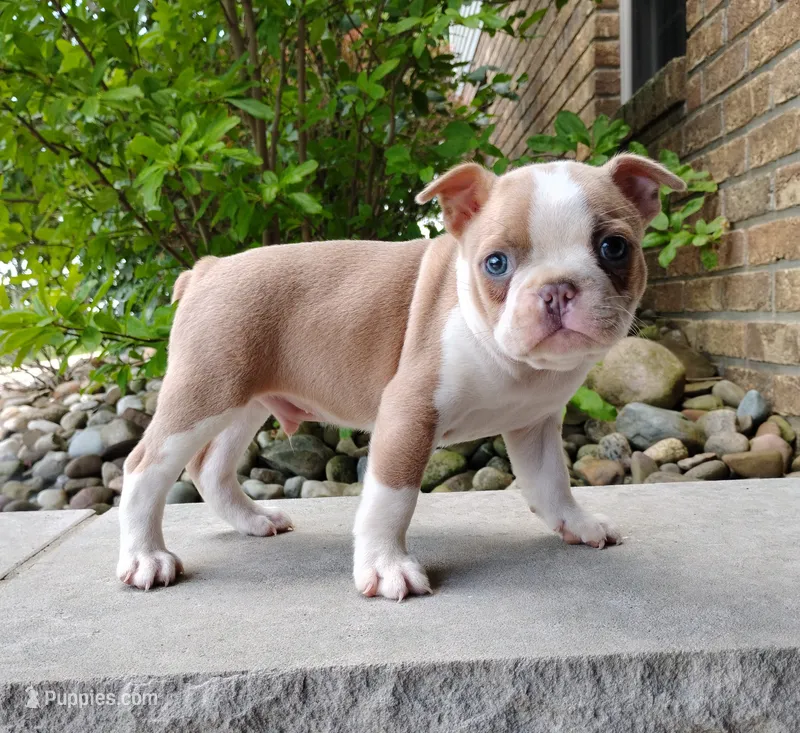 Coco – Boston Terrier puppy for sale in Fredericksburg, OH